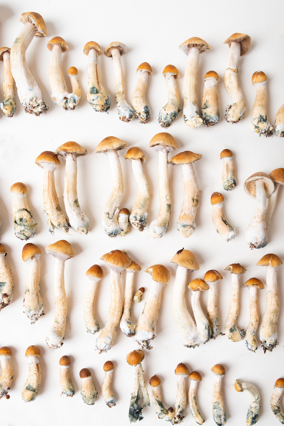 60678c75f4f8b1402a7c679e Psilocybin Psacred Therapeutics Copy